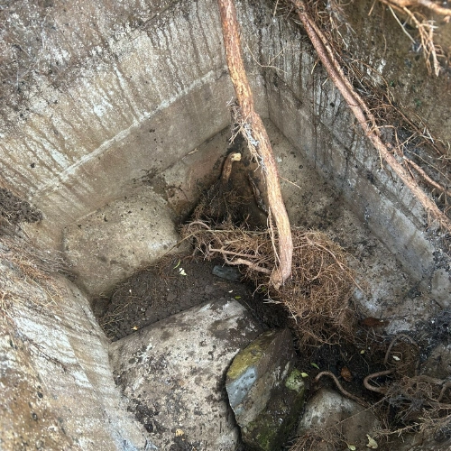 A picture of a root removed from a drain following a blocked drain in coventry